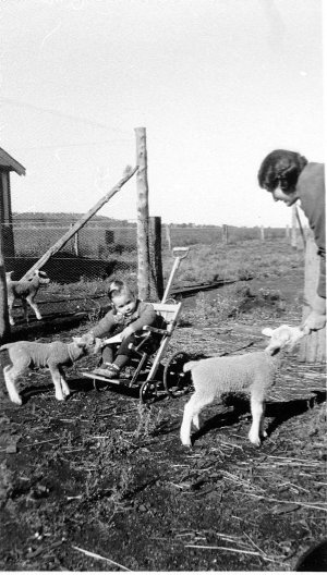 "This was the most popular way to feed orphan lambs. I reared 24 one year this way." - "Springfield", Yarrabandai, NSW