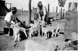 Feeding the lambs at "Yara" during drought - Nyngan, NS...