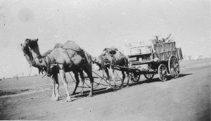 Afghan hawker's van pulled by camels - Barringun, NSW