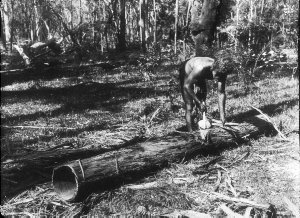 Aboriginal man stripping outer layer from large piece of bark - Port Macquarie area, NSW