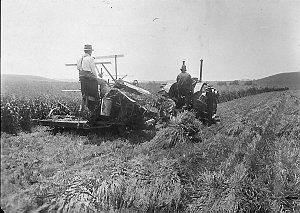 Crop being harvested by tractor. Inscription on back of...