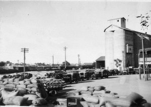 Queue of wheat trucks - Parkes, NSW
