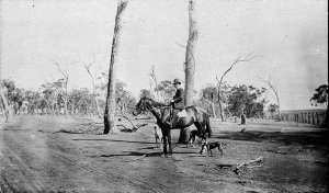 Man riding horse with greyhounds - Murringo, NSW