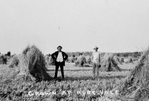 Crop of very tall growing oats - Dumesny's Ruby Vale, A...