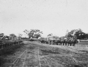 Horse teams with wool bales - Deniliquin, NSW