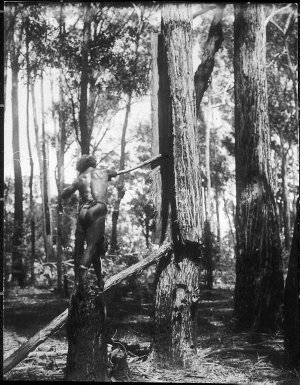 Aboriginal man removing bark from tree - Port Macquarie, NSW