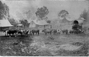 Bullock team with load of wool - Tenterfield, NSW