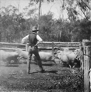 Counting sheep at Welltown - Goondiwindi, QLD