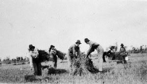Women stooking hay on 'The Retreat' - Barmedman, NSW
