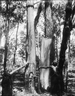 Aboriginal man removing bark from tree - Port Macquarie area, NSW