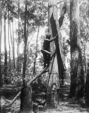 Aboriginal man up tree removing bark - Port Macquarie area, NSW