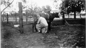 Woman milking cow - Ariah Park, NSW
