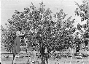 Picking cherries at the Miller orchard "The Poplars" - ...