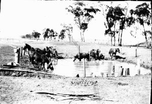 Horses drinking at dam - "The 12.30 pm drink" - Parkes ...