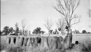 Sewing wheat bags on 'Glen Alvie' - Finley, NSW