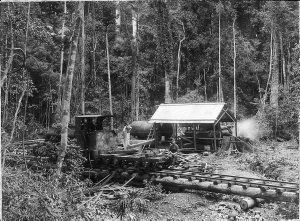 Log hauler winching logs to mill tramway. Ropes were 80...