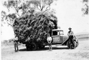 Load of hay being taken to chaff mill - Brocklesby, NSW
