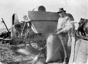 Harvest time, filling the bags. 1924 McKay header - Mic...