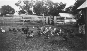 Feeding geese and chickens at "Dyraaba" - Dyraaba via C...