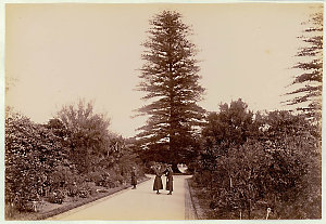 Botanical Gardens, Sydney [showing walkways and pine tr...