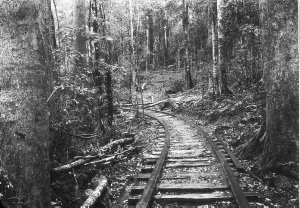 Timmsvale Timber Company logging tramway - Timmsvale, NSW (near Ulong)
