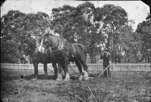 Manager of "Maiden Creek" station, ploughing vegetable ...