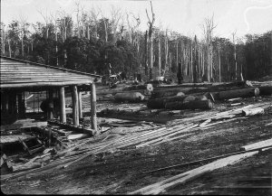Log-skids, Timmsvale Timber Company - Timmsvale, NSW (n...