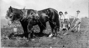 Ploughing with two horse team - Maitland area (?), NSW