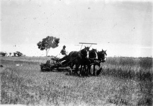 Haycutting with horsedrawn reaper binder on "Stretton P...