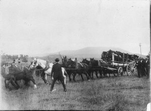 Demonstration of horses pulling wagon of wood - Tenterf...