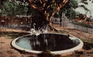 [Taronga] Zoological Gardens, Sydney, N.S.W.