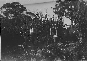 Maize harvesting for silage, workers using cane knives ...