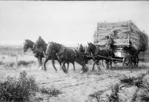Pulling a load of hay with a 5 horse team - Sandilands,...