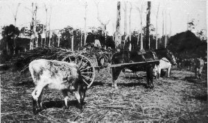 Feeding cattle from the back of the cart - Urunga, NSW