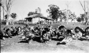 Turkeys on McDonald's farm - Finley, NSW