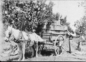 Loading apples onto horsedrawn cart - Tenterfield, NSW