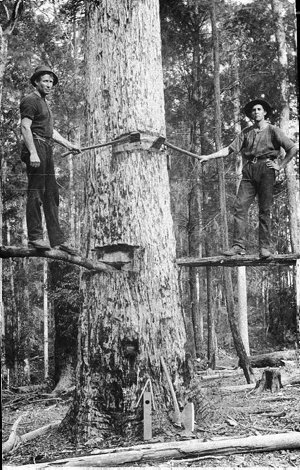 Felling large tree, tools in foreground - Bellingen Dis...