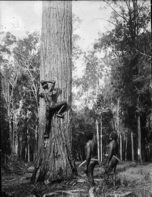 Aboriginal man climbing tree - Port Macquarie area, NSW