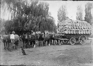 Load of Chaff, 138 bags, eight horse team - Glen Innes,...