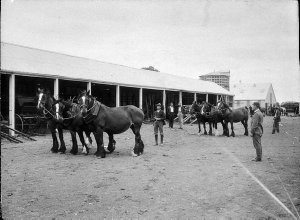 Yoking up horse teams, machinery shed, Dookie Agricultu...