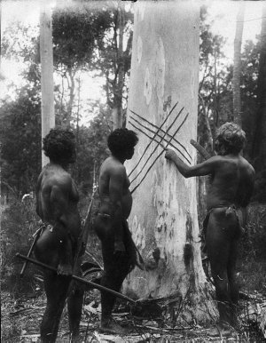 Aboriginal elder showing youth tree carvings - Port Mac...