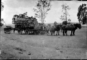 Chaff carting - Parkes district, NSW