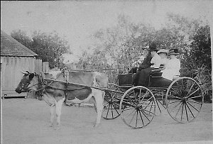 Going to church on bullock-drawn buggy - Thirlmere, NSW