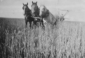 Reaper and binder harvesting wheat. Soldier Settler Blo...