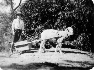 Boy with sheep cart. Sheep called 'George' - Walgett, N...
