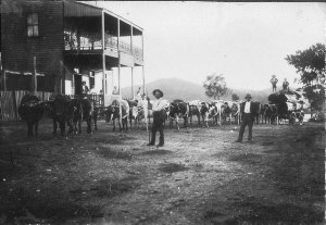 Davis' bullock team with load of cedar logs outside the...