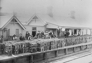 Inscription reads: [sic] "173 'crates' rabbits trucked at Woodstock 1st May 1906. 'Various owners' each 'crate' contains 18 prs. Rabbits. The whole represents one nights catch. This will give you an idea of the number of 'Rodents' out this way." - Woodstock, NSW