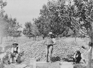 Packing apples in orchard - Tenterfield, NSW