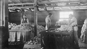 Classing wool at Wellington Vale - Deepwater, NSW
