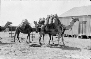Camels at the Packing Shed near Bourke railway station - Bourke, NSW